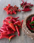 Hot chili peppers: jalapeño, cayenne, serrano, anaheim, ancho, poblano